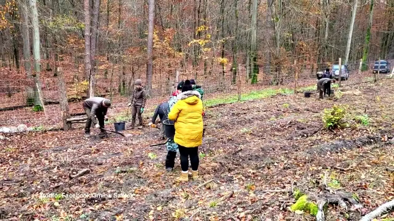 Półtora tysiąca dębów posadzonych w Gminie Santok