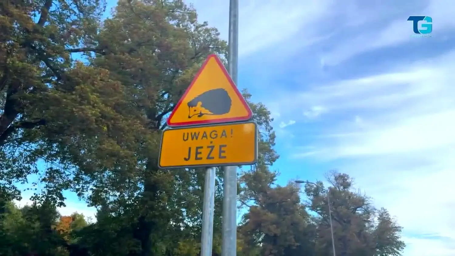 Tego na kursie prawa jazdy nie było